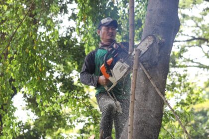 Pemangkasan pohon di Jakarta. Foto: Ist
