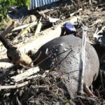 Seekor gajah sumatera ditemukan mati setelah terseret banjir bandang di Pidie Jaya, Aceh, dan terjepit di antara tumpukan kayu hutan serta material lumpur di Gampong Meunasah Lhok. Foto: IG @jktinfo