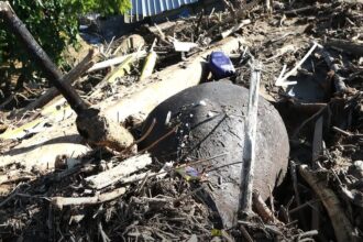 Seekor gajah sumatera ditemukan mati setelah terseret banjir bandang di Pidie Jaya, Aceh, dan terjepit di antara tumpukan kayu hutan serta material lumpur di Gampong Meunasah Lhok. Foto: IG @jktinfo