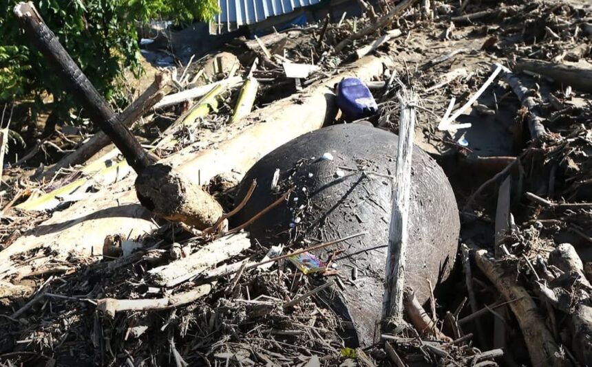 Seekor gajah sumatera ditemukan mati setelah terseret banjir bandang di Pidie Jaya, Aceh, dan terjepit di antara tumpukan kayu hutan serta material lumpur di Gampong Meunasah Lhok. Foto: IG @jktinfo
