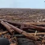 Kayu gelondongan yang terbawa banjir. Foto: Tangkapan layar video viral