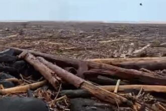 Kayu gelondongan yang terbawa banjir. Foto: Tangkapan layar video viral
