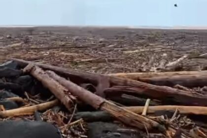 Kayu gelondongan yang terbawa banjir. Foto: Tangkapan layar video viral