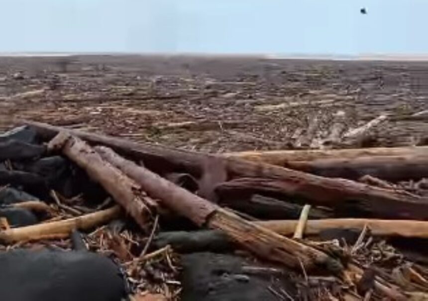 Kayu gelondongan yang terbawa banjir. Foto: Tangkapan layar video viral