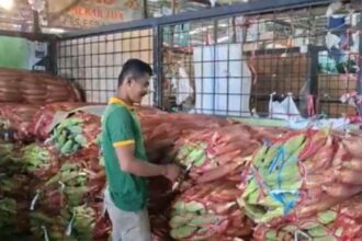 pedagang sibuk mengemas sejumlah jagung ke dalam karung di Pasar Induk Kramat Jati, Jakarta Timur, Rabu (31/12/2025). Foto: Joesvicar Iqbal/ipol.id
