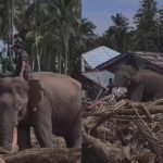 Gajah BKSDA Aceh bekerja menyingkirkan kayu dan material berat di kawasan terdampak banjir bandang di Pidie Jaya, Senin (8/12/2025), untuk mempercepat proses pemulihan. Foto: IG @voxanow
