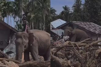 Gajah BKSDA Aceh bekerja menyingkirkan kayu dan material berat di kawasan terdampak banjir bandang di Pidie Jaya, Senin (8/12/2025), untuk mempercepat proses pemulihan. Foto: IG @voxanow