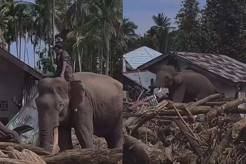 Gajah BKSDA Aceh bekerja menyingkirkan kayu dan material berat di kawasan terdampak banjir bandang di Pidie Jaya, Senin (8/12/2025), untuk mempercepat proses pemulihan. Foto: IG @voxanow