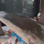 Barang bukti hiu segar tanpa dokumen pendukung diamankan di Kantor Satpel Karantina Ketapang Banyuwangi. Foto: TikTok @karantinajawatimur