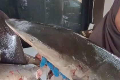 Barang bukti hiu segar tanpa dokumen pendukung diamankan di Kantor Satpel Karantina Ketapang Banyuwangi. Foto: TikTok @karantinajawatimur