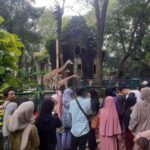 Libur Natal dan Tahun Baru, Jam Operasional Ragunan Diperpanjang