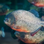 Ilustrasi piranha. Foto: Getty Images