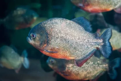 Ilustrasi piranha. Foto: Getty Images