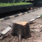 Kondisi pohon yang diduga ditebang ilegal oleh orang tak bertanggung jawab ditemukan Suku Dinas Pertamanan dan Hutan Kota Jakarta Selatan di Jalan Sultan Iskandar Muda, tepatnya di depan showroom mobil Xpeng, Kebayoran Lama, Jakarta Selatan, Selasa (13/1/2026). Foto: Ist