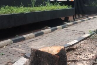 Kondisi pohon yang diduga ditebang ilegal oleh orang tak bertanggung jawab ditemukan Suku Dinas Pertamanan dan Hutan Kota Jakarta Selatan di Jalan Sultan Iskandar Muda, tepatnya di depan showroom mobil Xpeng, Kebayoran Lama, Jakarta Selatan, Selasa (13/1/2026). Foto: Ist