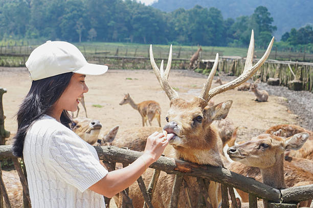 Ilustrasi, pengunjung Bandung Zoo memberikan makanan. Foto: Istock @Agung Putu Surya Purna Kristyawan