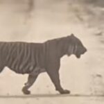 Harimau sumatra muncul di jalur migas Zamrud, Siak. BBKSDA Riau melakukan pengecekan lokasi. Foto: Tangkap layar TikTok @halosiak