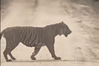 Harimau sumatra muncul di jalur migas Zamrud, Siak. BBKSDA Riau melakukan pengecekan lokasi. Foto: Tangkap layar TikTok @halosiak