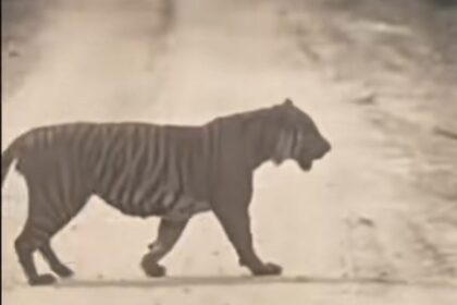 Harimau sumatra muncul di jalur migas Zamrud, Siak. BBKSDA Riau melakukan pengecekan lokasi. Foto: Tangkap layar TikTok @halosiak