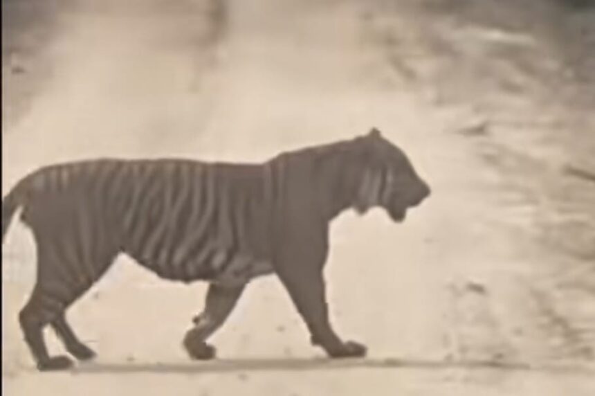 Harimau sumatra muncul di jalur migas Zamrud, Siak. BBKSDA Riau melakukan pengecekan lokasi. Foto: Tangkap layar TikTok @halosiak