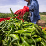 Ilustrasi, Cabai hijau lombardo yang baru dipanen. Foto: Istcok @piola666