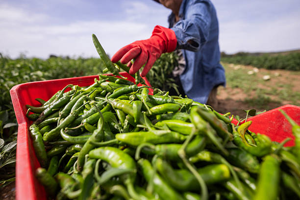 Ilustrasi, Cabai hijau lombardo yang baru dipanen. Foto: Istcok @piola666