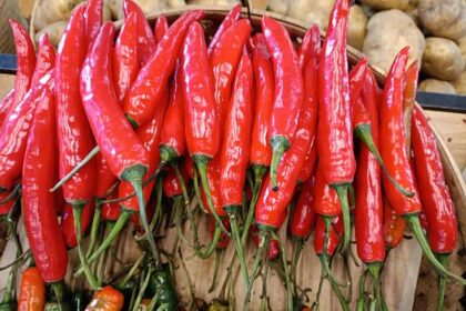 Ilustrasi cabai segar dari kebun. Foto: Istcok @christian_sutheja