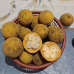 Buah kecapi rasanya manis asam, memiliki nama ilmiah Sandoricum koetjape, adalah buah tropis tumbuh di Indonesia dan Asia Tenggara. Foto: Joesvicar Iqbal/ipol.id