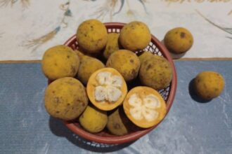 Buah kecapi rasanya manis asam, memiliki nama ilmiah Sandoricum koetjape, adalah buah tropis tumbuh di Indonesia dan Asia Tenggara. Foto: Joesvicar Iqbal/ipol.id