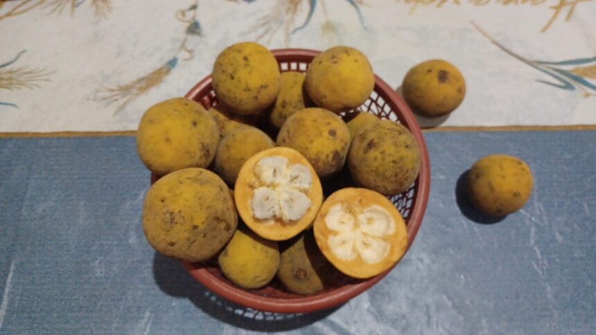 Buah kecapi rasanya manis asam, memiliki nama ilmiah Sandoricum koetjape, adalah buah tropis tumbuh di Indonesia dan Asia Tenggara. Foto: Joesvicar Iqbal/ipol.id