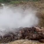 Ratusan babi ilegal dimusnahkan. Foto: Tangkapan layar Instagram @tkpmedan