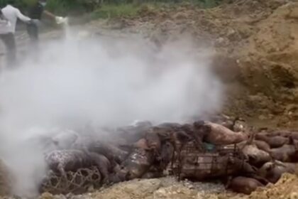 Ratusan babi ilegal dimusnahkan. Foto: Tangkapan layar Instagram @tkpmedan