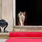 Larry the Cat, Chief Mouser to the Cabinet Office sejak 2011, turut “menyambut” Presiden Prabowo di depan pintu Downing Street. Foto: Setng