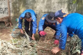Seekor monyet liar yang meresahkan warga di kawasan permukiman Jalan Kampung Maruga, RT 004/RW 004, Kelurahan Serua, Kecamatan Ciputat, akhirnya berhasil dievakuasi petugas Pemadam Kebakaran dan Penyelamatan (Damkar) Kota Tangerang Selatan, Selasa (27/1).