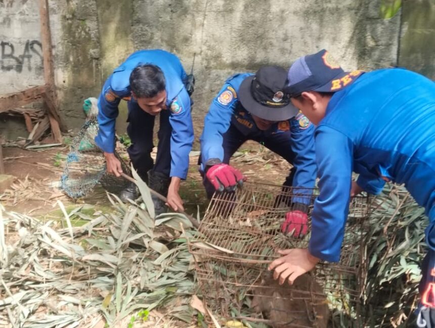 Seekor monyet liar yang meresahkan warga di kawasan permukiman Jalan Kampung Maruga, RT 004/RW 004, Kelurahan Serua, Kecamatan Ciputat, akhirnya berhasil dievakuasi petugas Pemadam Kebakaran dan Penyelamatan (Damkar) Kota Tangerang Selatan, Selasa (27/1).