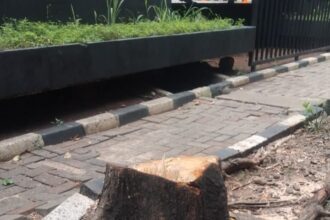 Kondisi pohon yang diduga ditebang ilegal oleh orang tak bertanggung jawab ditemukan Suku Dinas Pertamanan dan Hutan Kota Jakarta Selatan di Jalan Sultan Iskandar Muda, tepatnya di depan showroom mobil Xpeng, Kebayoran Lama, Jakarta Selatan, Selasa (13/1/2026). Foto: Ist