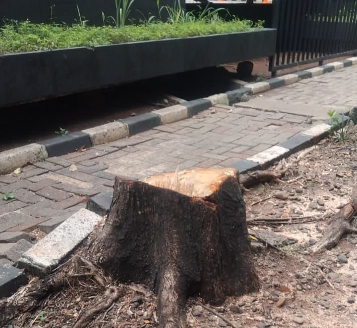 Kondisi pohon yang diduga ditebang ilegal oleh orang tak bertanggung jawab ditemukan Suku Dinas Pertamanan dan Hutan Kota Jakarta Selatan di Jalan Sultan Iskandar Muda, tepatnya di depan showroom mobil Xpeng, Kebayoran Lama, Jakarta Selatan, Selasa (13/1/2026). Foto: Ist