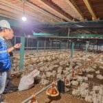 Kehadiran energi listrik yang andal dan terjangkau berdampak positif bagi daya beli masyarakat dan pertumbuhan ekonomi, salah satunya terhadap usaha pembibitan ayam di Muara Enim, Sumatera Selatan. Foto: Dok PLN