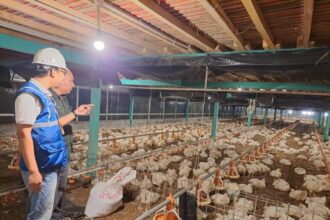 Kehadiran energi listrik yang andal dan terjangkau berdampak positif bagi daya beli masyarakat dan pertumbuhan ekonomi, salah satunya terhadap usaha pembibitan ayam di Muara Enim, Sumatera Selatan. Foto: Dok PLN