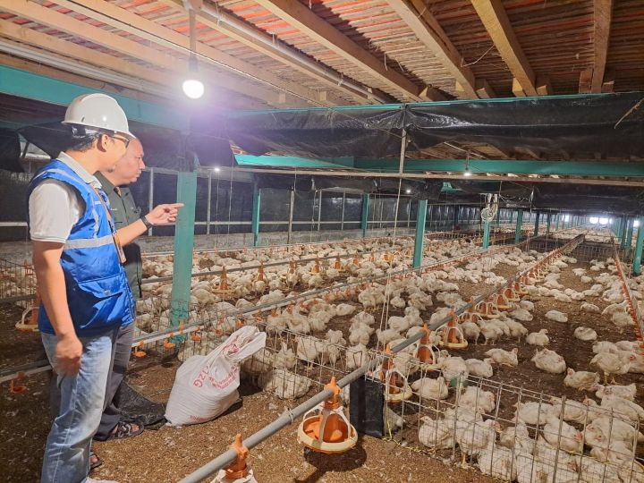 Kehadiran energi listrik yang andal dan terjangkau berdampak positif bagi daya beli masyarakat dan pertumbuhan ekonomi, salah satunya terhadap usaha pembibitan ayam di Muara Enim, Sumatera Selatan. Foto: Dok PLN