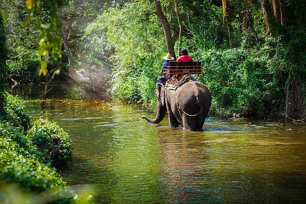 Ilustrasi, Wisatawan menunggang gajah. Foto: Istcok @Pixfly