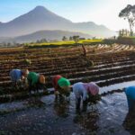 BRI terus menunjukkan komitmennya dalam mendukung penguatan sektor pertanian nasional melalui penyaluran Kredit Usaha Rakyat (KUR). Foto: Dok BRI