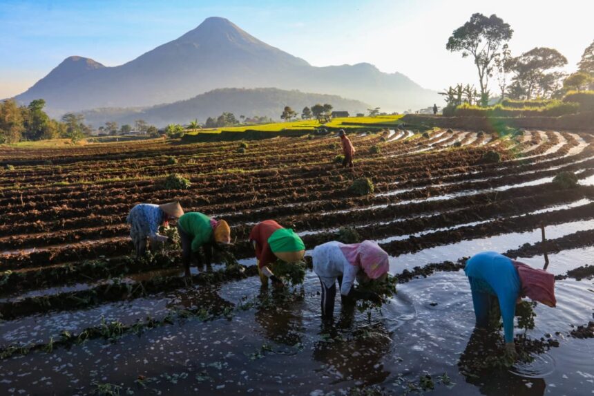 BRI terus menunjukkan komitmennya dalam mendukung penguatan sektor pertanian nasional melalui penyaluran Kredit Usaha Rakyat (KUR). Foto: Dok BRI