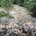 DLH Kota Tangerang memperketat pemantauan kualitas air Sungai Cisadane usai terdeteksi dugaan pencemaran pestisida. Warga diimbau menghentikan sementara aktivitas di sungai, termasuk menangkap dan mengonsumsi ikan. Foto: TikTok @infosuterabsd