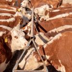 Ilustrasi, Sebanyak 3.100 sapi impor dari Australia tiba di Pelabuhan Tanjung Priok. Pramono Anung memastikan langkah ini untuk menjaga harga daging tetap stabil jelang Ramadan dan Idul Fitri 2026. Foto: Istcok @Searsie