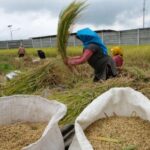 Kementan, Ungkap Stok Beras, Diproyeksi, Tembus 6 Juta Ton