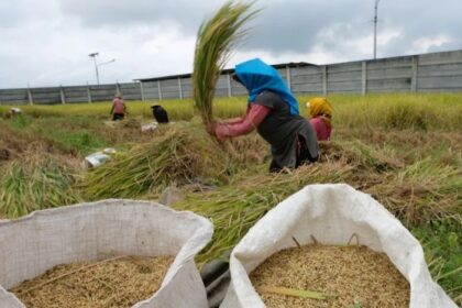 Kementan, Ungkap Stok Beras, Diproyeksi, Tembus 6 Juta Ton