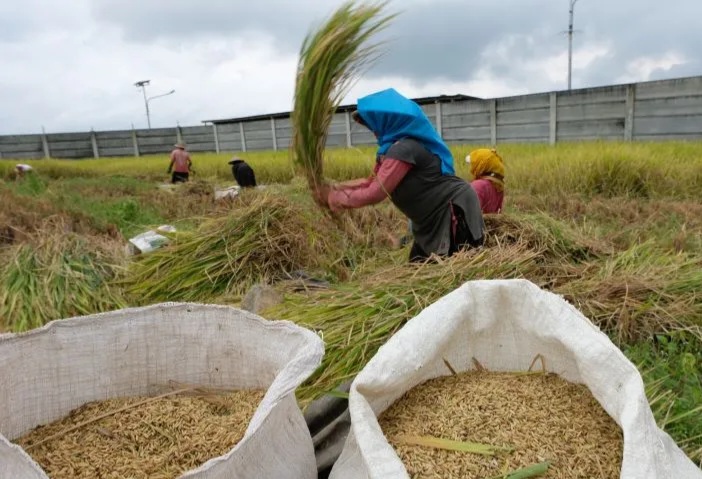 Kementan, Ungkap Stok Beras, Diproyeksi, Tembus 6 Juta Ton