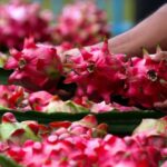 Dari Banyuwangi ke Pasar Lebih Luas, Petani Buah Naga Naik Kelas Berkat Program Klasterku Hidupku BRI