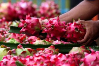 Dari Banyuwangi ke Pasar Lebih Luas, Petani Buah Naga Naik Kelas Berkat Program Klasterku Hidupku BRI